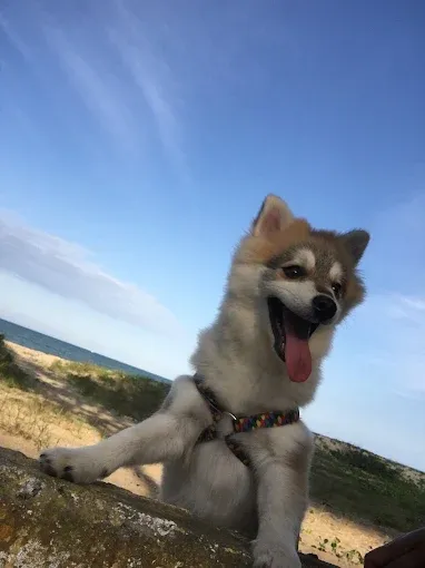 Cachorro peludo feliz nas dunas da praia
