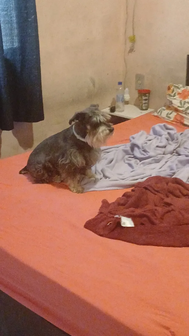 Yorkshire hóspede deitado na cama
